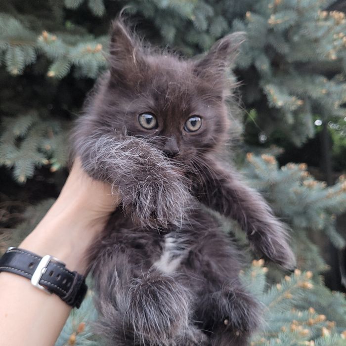 Котёнок в добрые руки