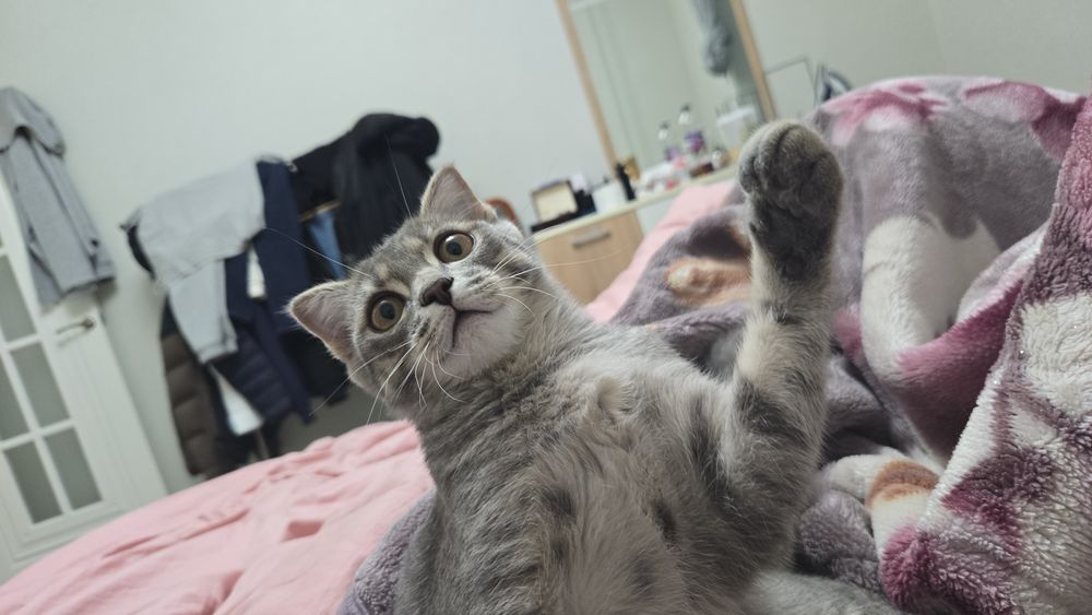 Продам котенка веслоуха