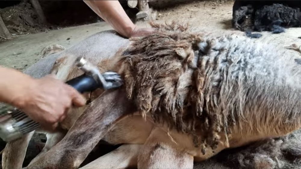 Qoʻy qirqish qoʻy junini olish Mashinkada Mcy 200