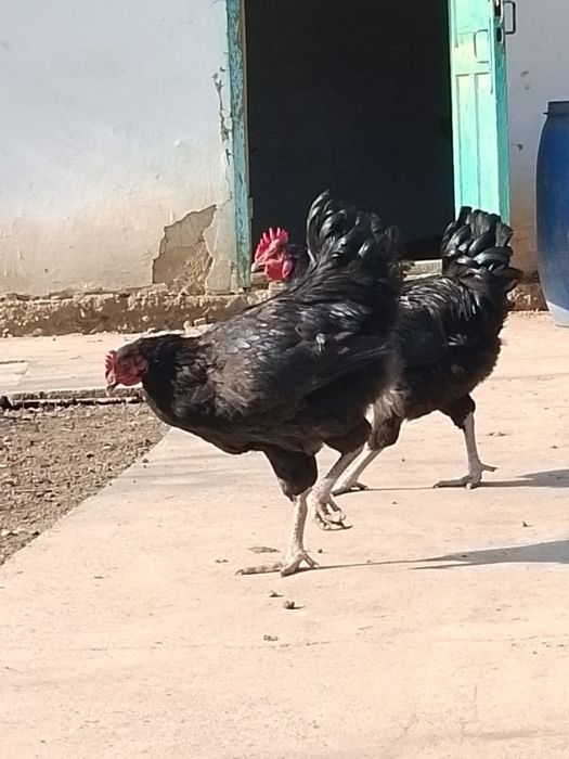 Джерсийский гигант петушки