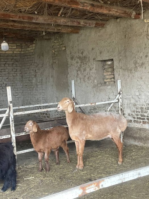 Арашан она бола сотилади