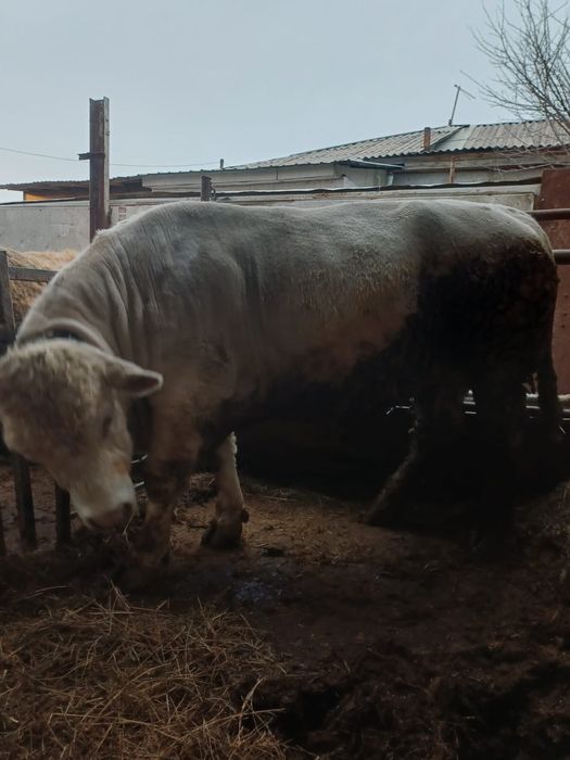 Продам Быка Аулиеколь