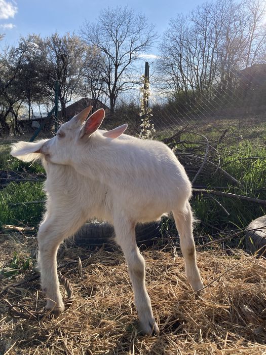 Tapisor de tinut din capra foarte buna de lapte