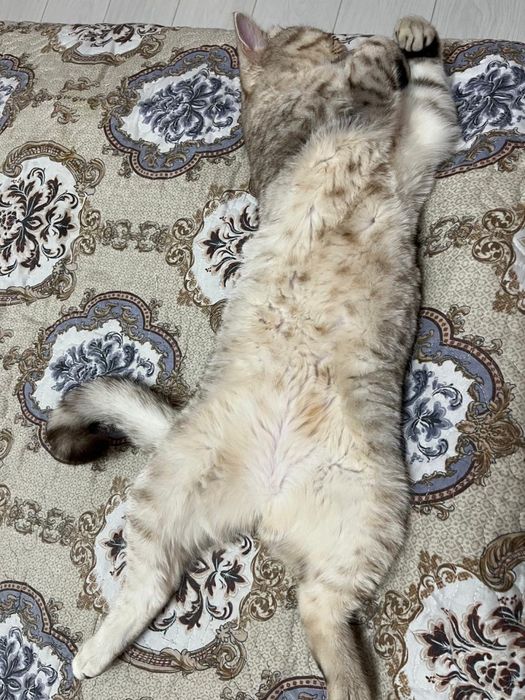 Шотландский котенок