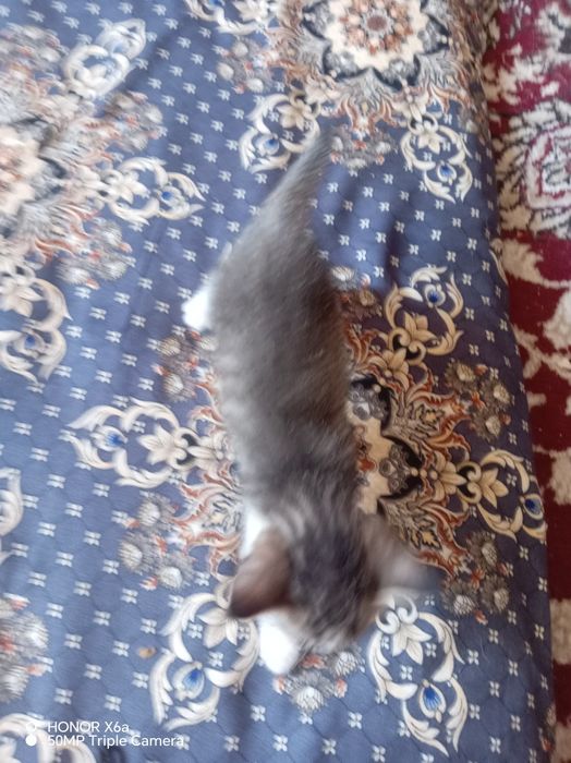 Хадияга бервораман