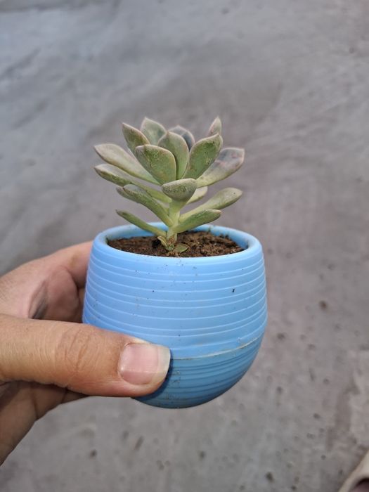 Каменные розы (суккуленты)