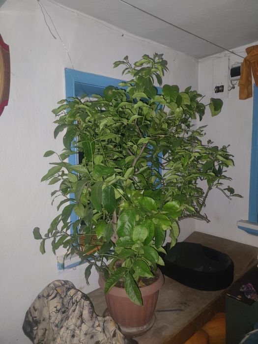 Продам лимонное дерево 200000тг.