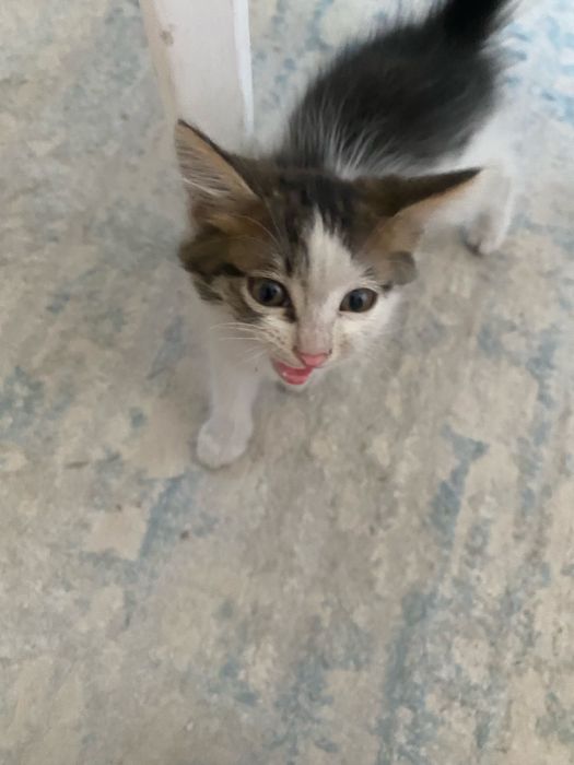 отдам котят в добрые руки)