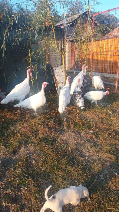 Curci Românești de Țara