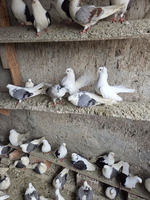 Porumbei de vânzare