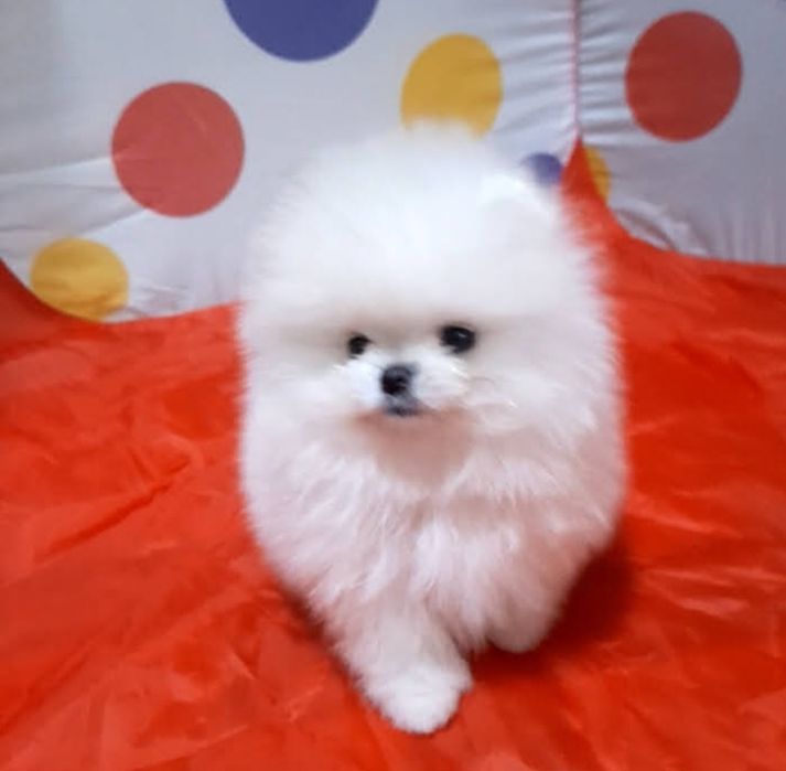 Милые пушистики мальчики и девочки