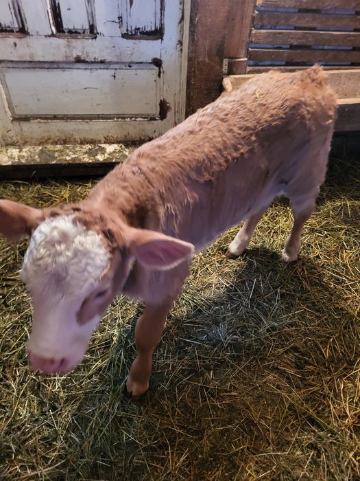 Vand doi vitei unul belgian