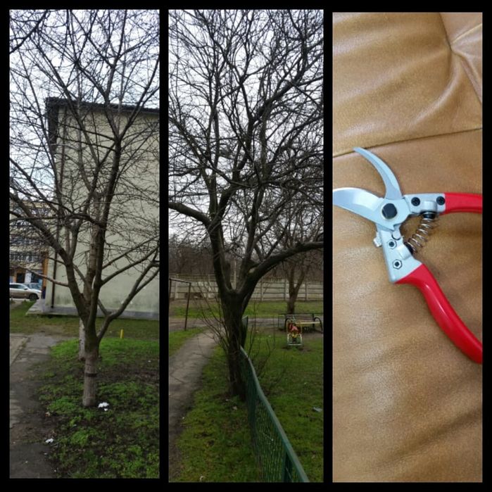 curatare-toaletare a pomilor fructiferi, vita de vie, arbusti, garduri