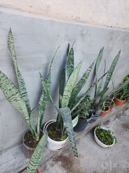 Gullar sotiladi xar hil