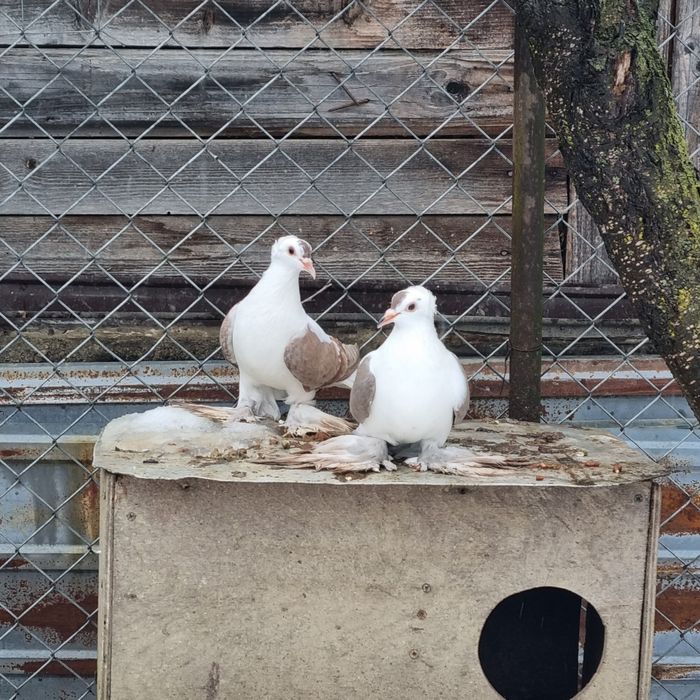 vand o per randunele de saxonia am si satineti de vanzare ...