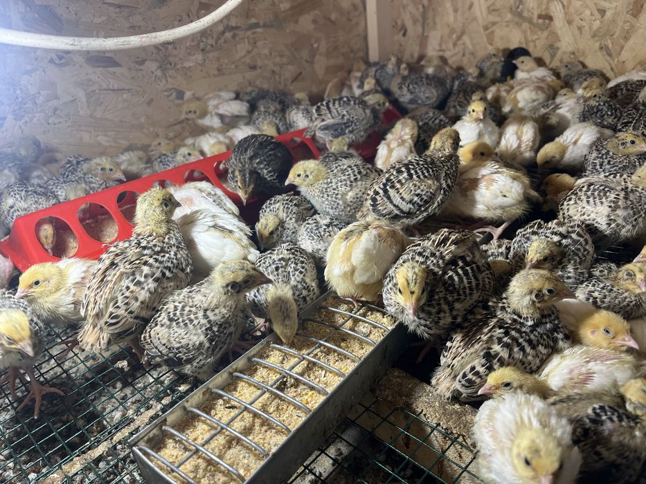 Oua de prepelite ,pui, pasari , carcasa