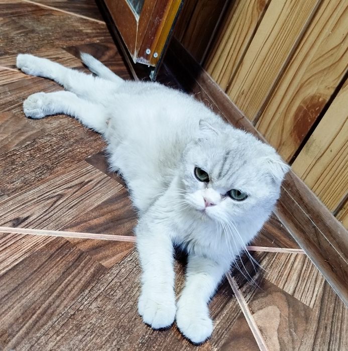 Serebristiy shinshilla fold sotiladi