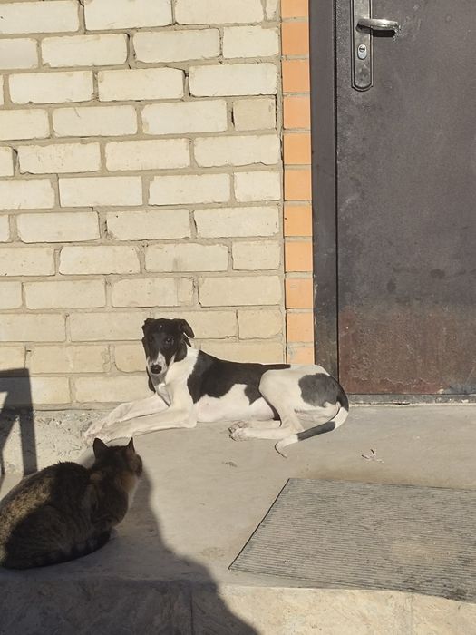 Грейхаунд тазы 5 айлық