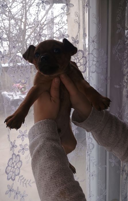 Продавам Мъжки Пинчер с ваксина и паспорт