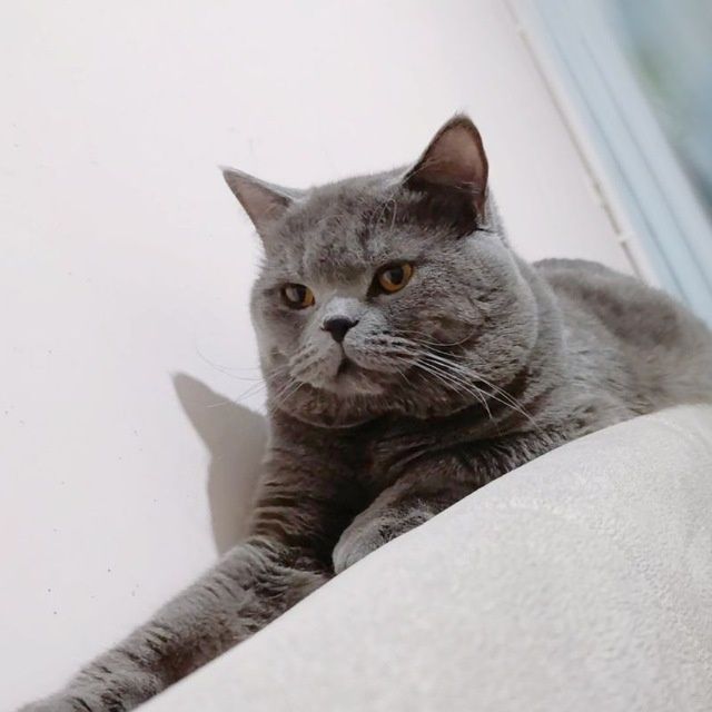 Вязка! Кот скоттиш страйт!