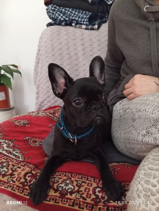 Продам французского бульдога