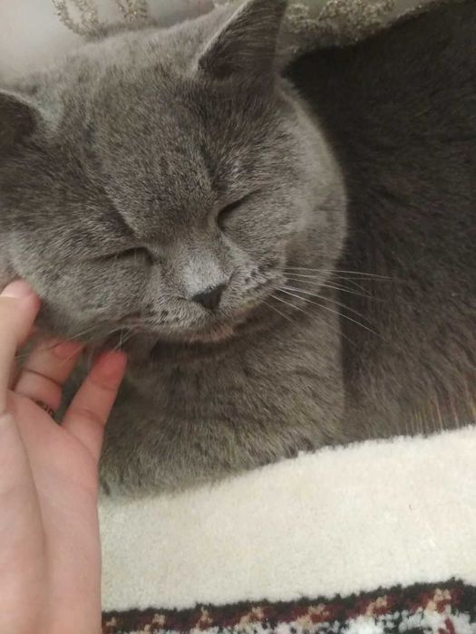 Zottor Uy Mushugi Sotiladi