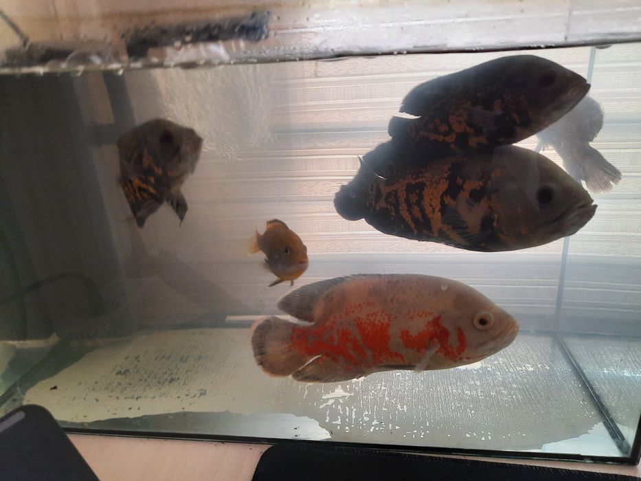 Akvarium baliqlari bilam