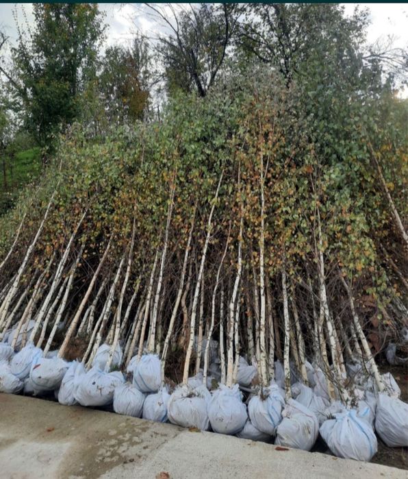 Mestecan și tei oferte