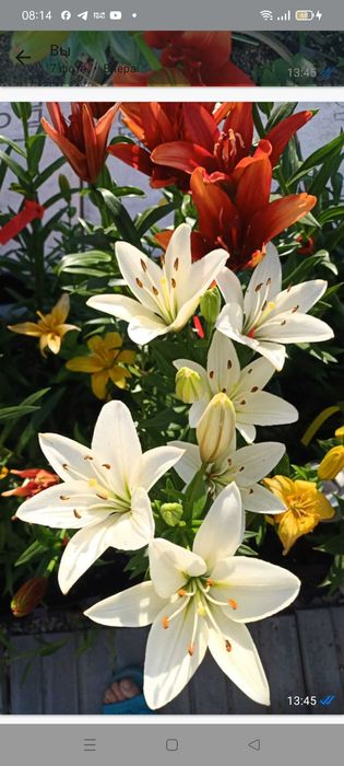 Туя Западная  Брабант