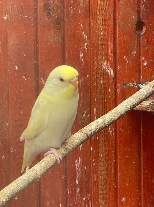 Papagali perusi diferite culori