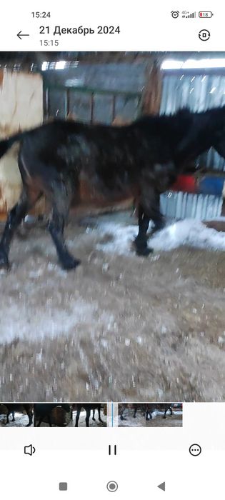 жирная крупная кабыла с откорма