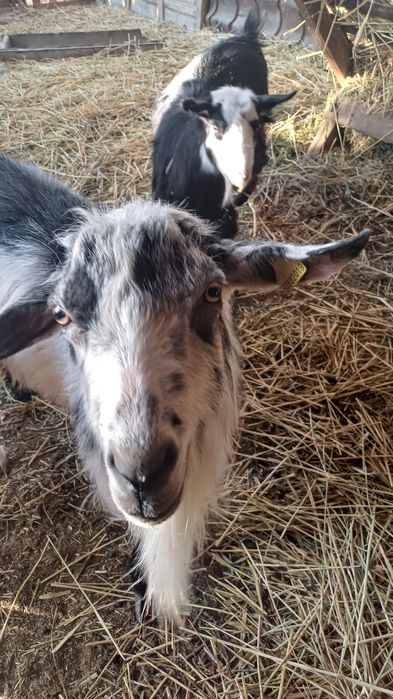 Срочно, Козы породистые