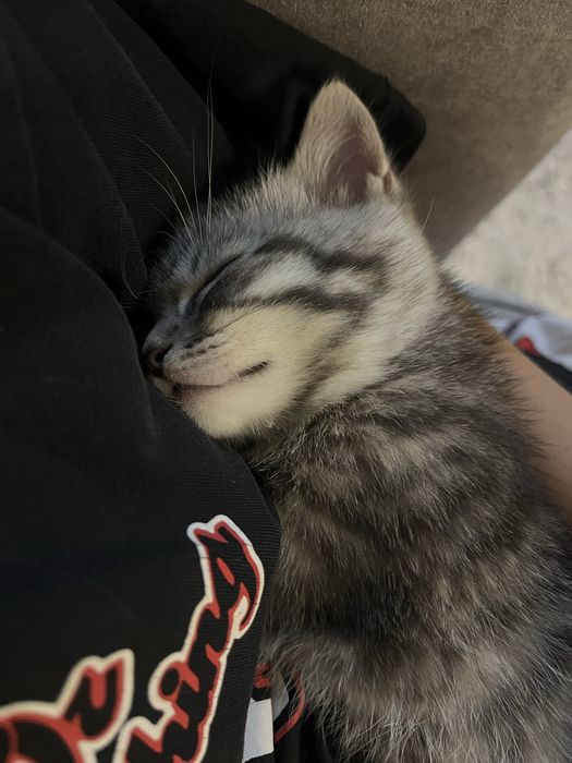 Котенок в добрые руки