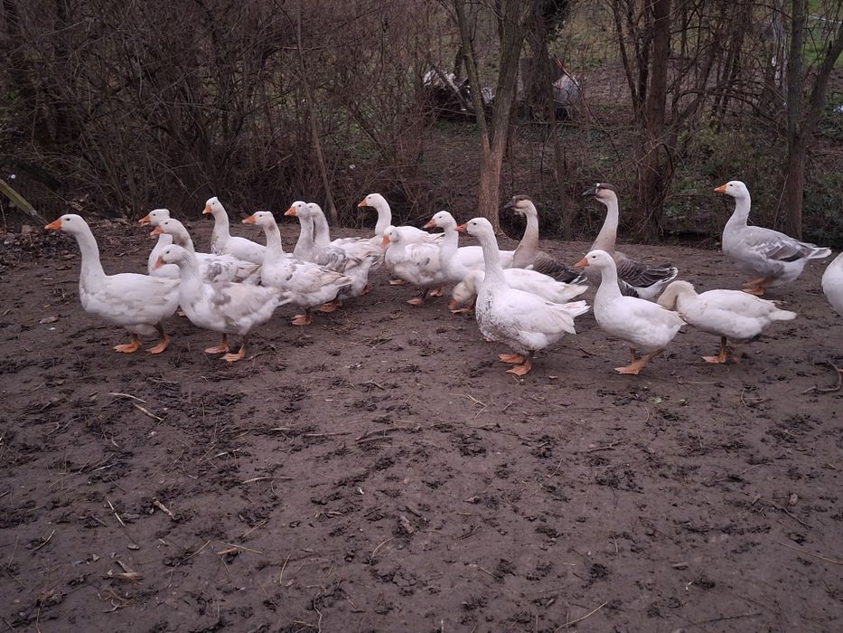 Vând gâște  tinere