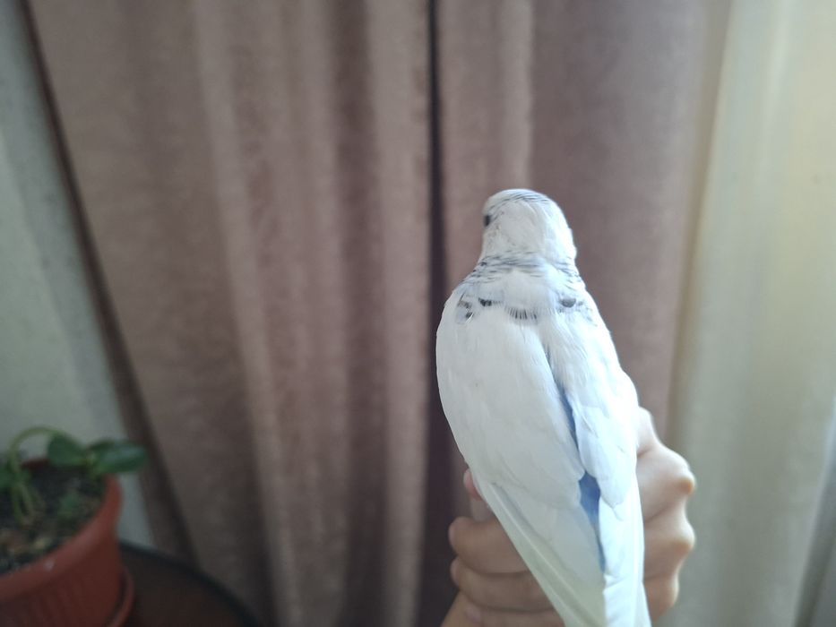 Попугай, волнистик