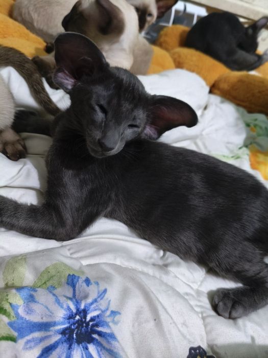 Ориентальный котёнок экстрим