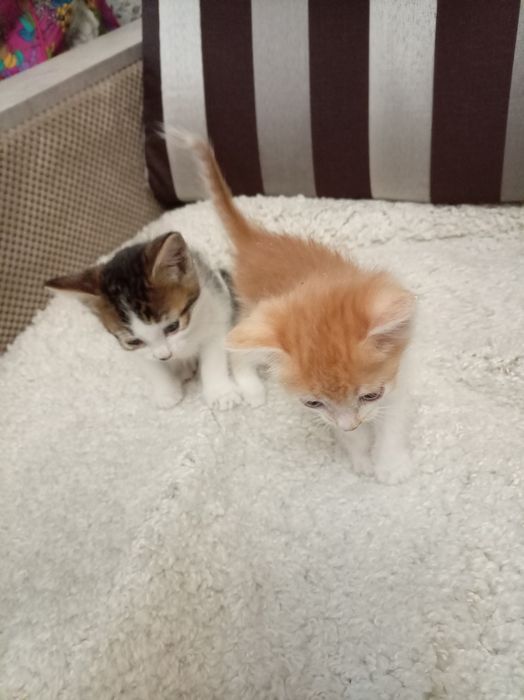 Котята 1,5 мес, мальчики