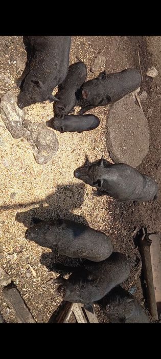 Виетнамски прасета и прасенца з