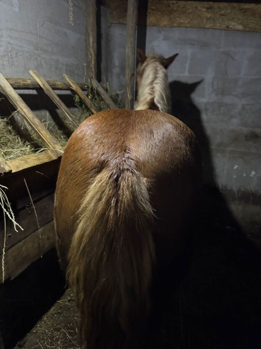 Vând mânză Blondă