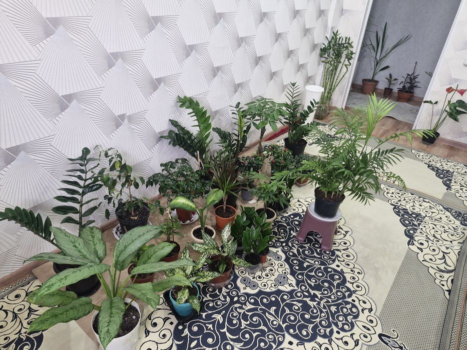 Домашние цветы разные