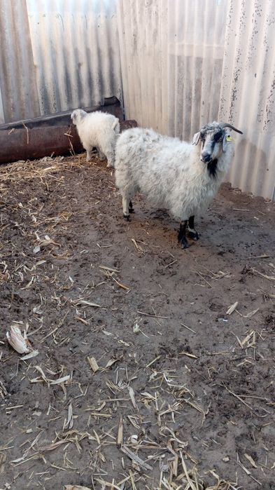 Коза с козленком