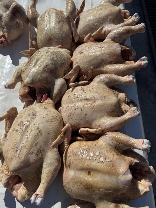 Pui De Carne Crescuți în Gospodărie