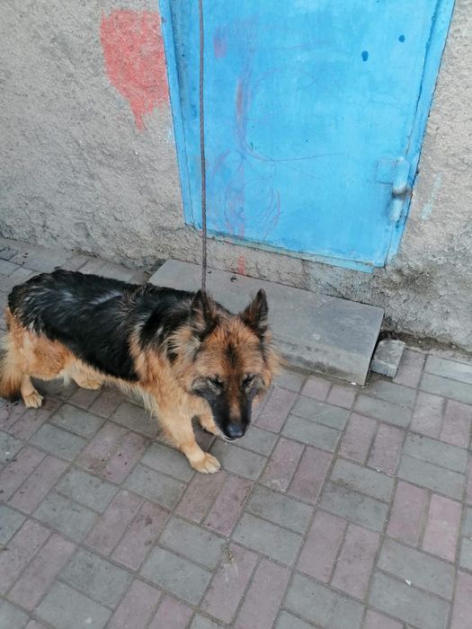 Немецкая овчарка