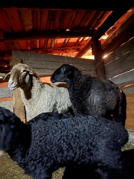 Қозы қозылы қой екеу