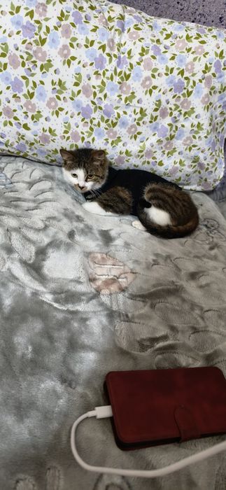 Стерилизованная девочка в ответственные руки