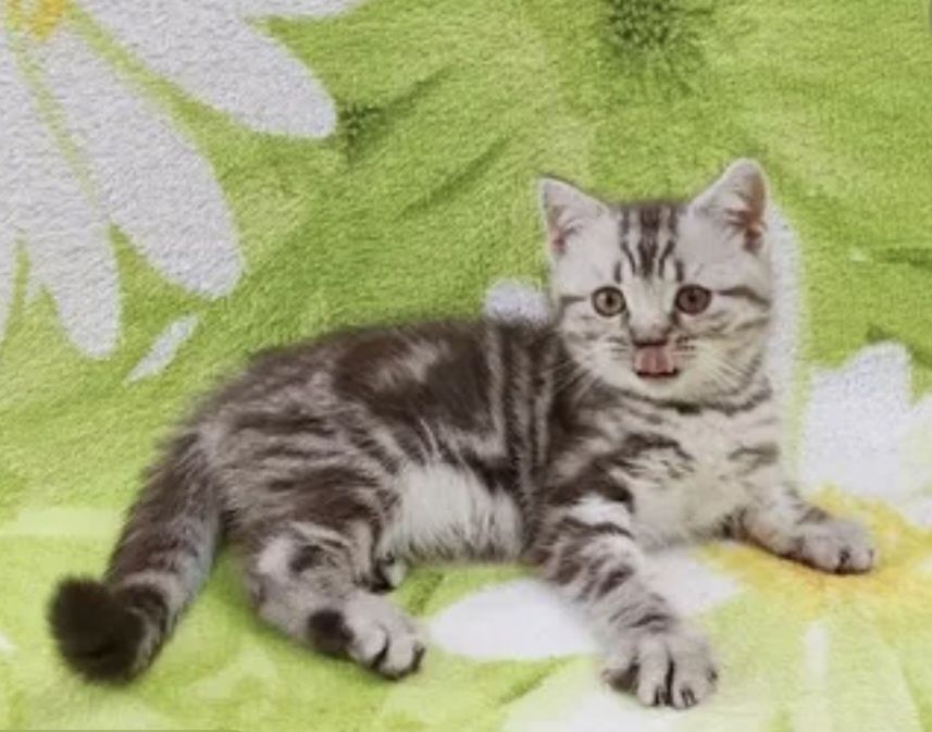 Котята скоттиш страйт