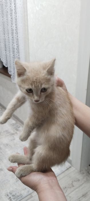 Отдам котенка мальчик