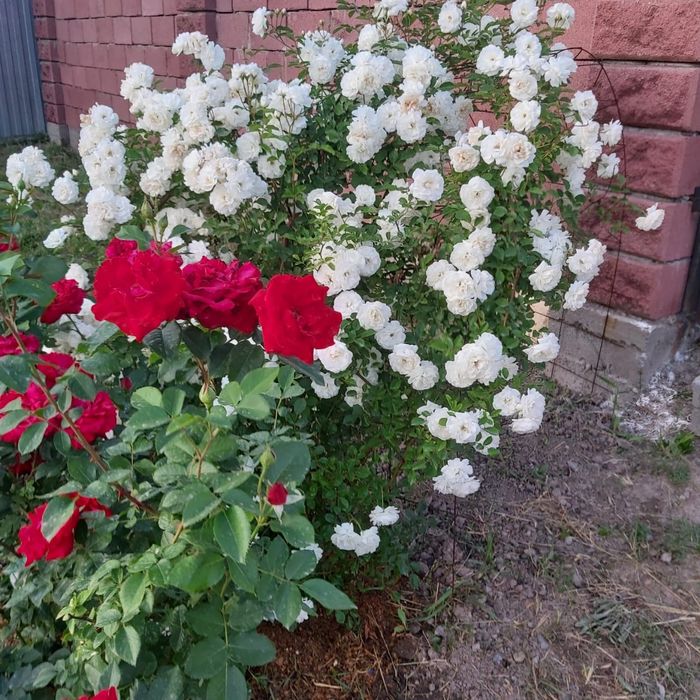 Дом 3 комнаты,65кв,8 с земли