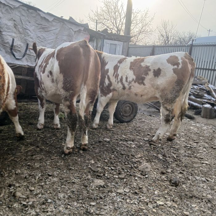 Vand 3 vitele  baltata romaneasca