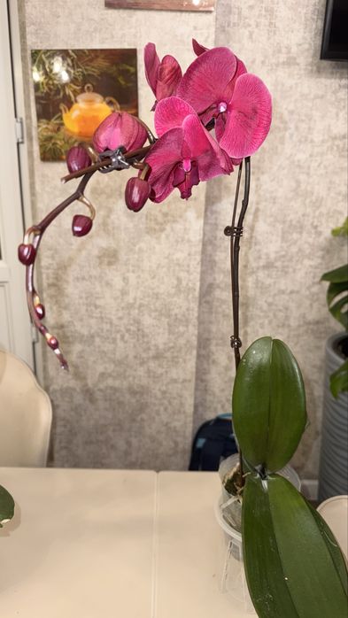 Орхидеи 30 см да 120 сантиметров